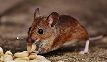 24 Hour & Emergency Exterminators in Mc Dermott, OH
